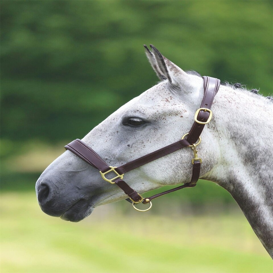 image 1 of Shires Velociti GARA Leather Travel Headcollar Black | Size: X-Full
Colour: Black