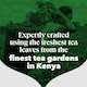 image 5 of PG Tips Original | Black Tea Bags Bulk | One Cup | Refreshing & Flavourful | Ideal For Office Catering | 1100 Plant Based Biodegradable Square Teabags