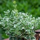 image 2 of Marshalls Garden Euonymus Fortunei 'Emerald Gaiety' 3L | Green | Green and White | 3L Plants