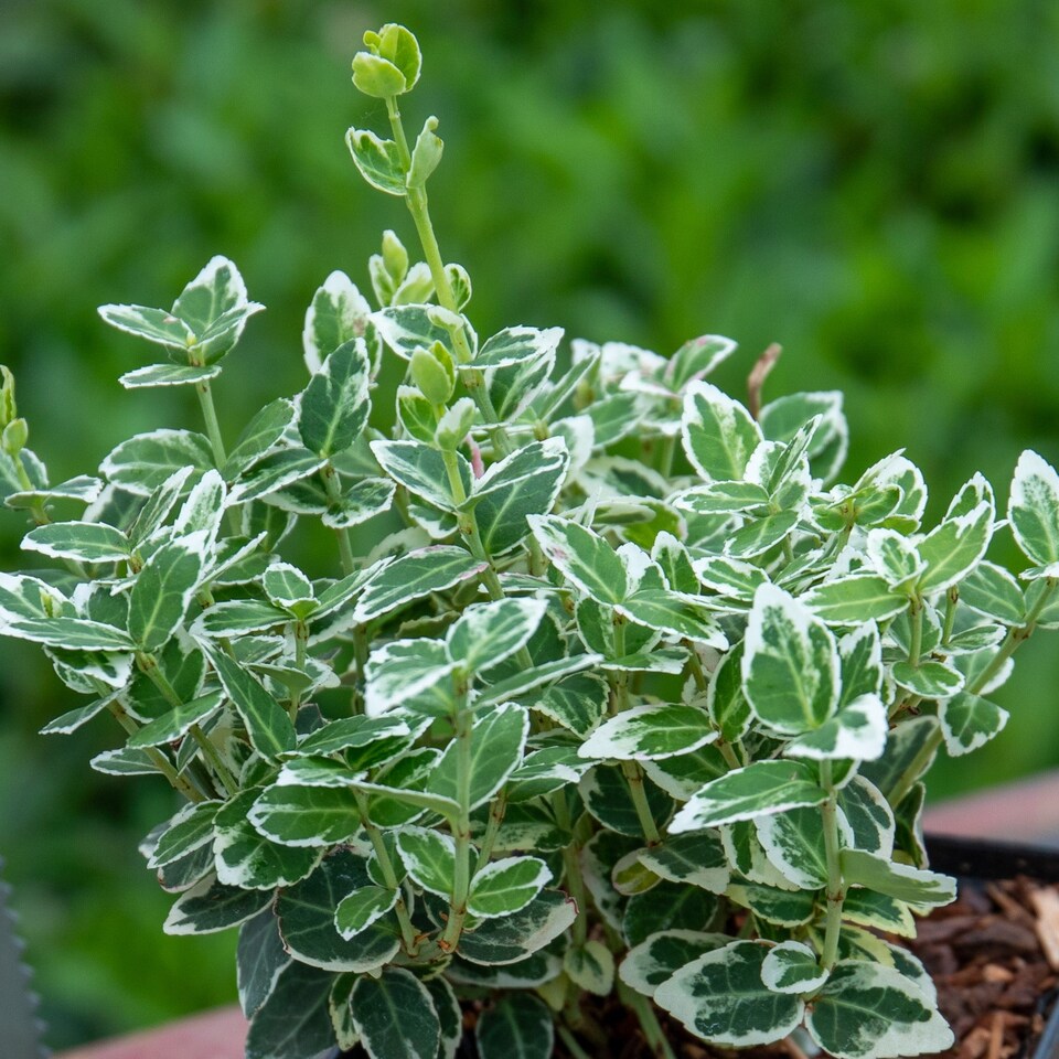 image 1 of Marshalls Garden Euonymus Fortunei 'Emerald Gaiety' 3L | Green | Green and White | 3L Plants