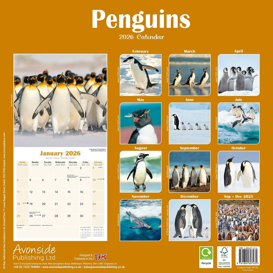 image 1 of Penguins 2026 Calendar | Square Wall Calendar | Animal Gift | Plastic Free Packaging | by Avonside Publishing
