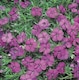 image 2 of Phlox Subulata Red Admiral (Red Wings) 1 PostiPlug Plant
