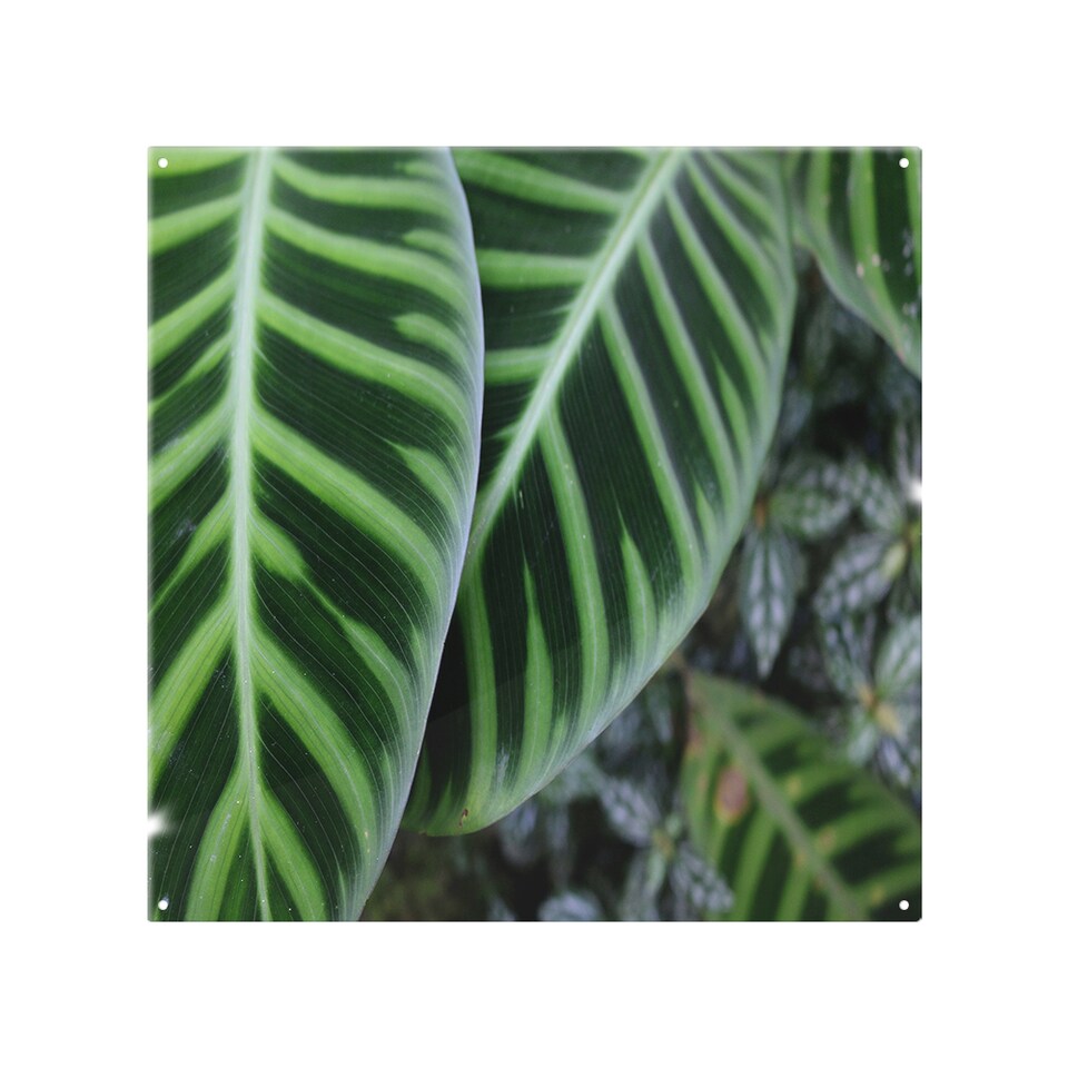 image 1 of Yellow structure in exotic jungle ting Designer Splash Back | White