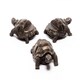 image 1 of Tortoise Plant Pot Feet - Set of 3 - L8.5 x W6 x H5 cm Grey