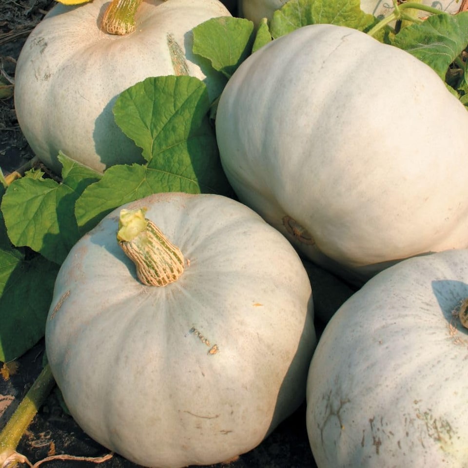 image 1 of Grey Ghost F1 Pumpkin Seeds - Sweet Smooth Prolific Vining Plant for Roasting Soups Carving - 1 Packet (4 Seeds)