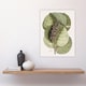 image 4 of Mangrove Grape Tree Vintage Botanical Catesby Huge Wall Art Print 18X24 In