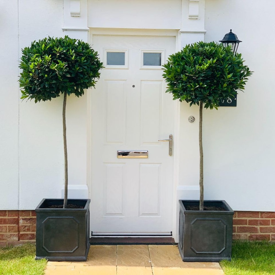 Laurus Nobilis Std 100-105cm Tall 30-35cm Head 22cm Potted Plant x 2