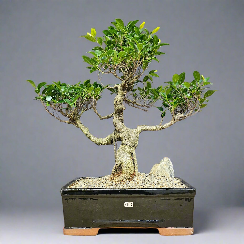 image 1 of Yorkshire Bonsai Ficus Microcarpa (Banyan Fig) Large Indoor Bonsai Tree Shaped In 35cm Pot