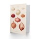 image 2 of Ernst Benary Art Card Onion Varieties Vintage Illustration