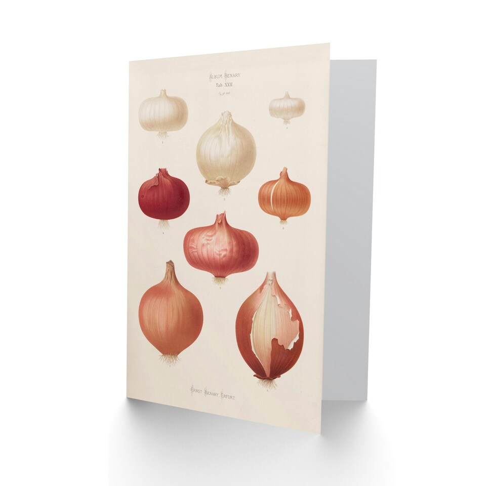 image 1 of Ernst Benary Art Card Onion Varieties Vintage Illustration