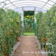 image 10 of Marshalls Garden Tomato Seeds Sungrape F1 - 6 Seeds | Green | Green, Red