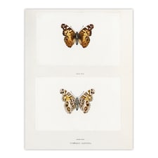 Brazilian Lady Vintage Butterfly Artwork Denton Wall Art Poster Print 12X16"