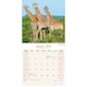 image 3 of African Wildlife 2026 Calendar | Square Wall Calendar | Animal Gift | Plastic Free Packaging | by Avonside Publishing