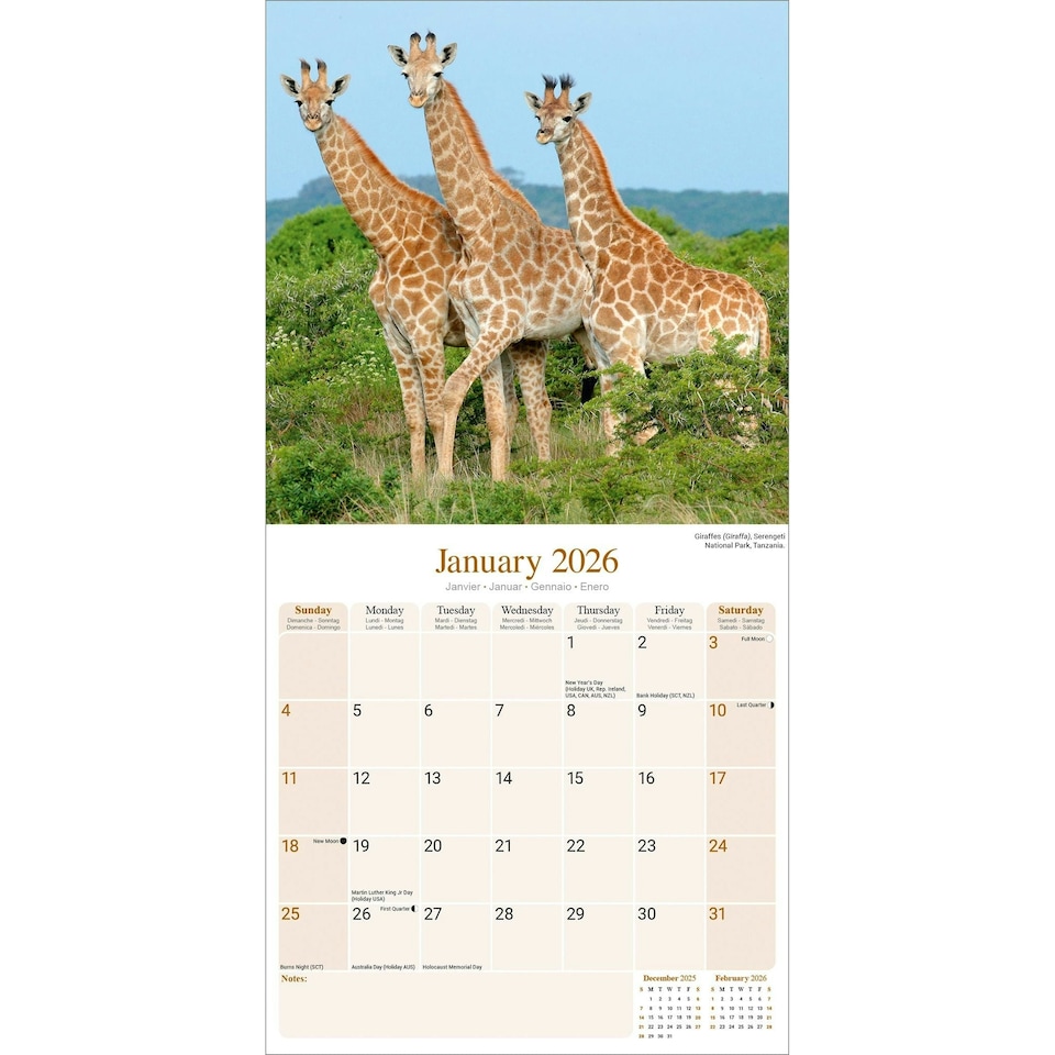 image 1 of African Wildlife 2026 Calendar | Square Wall Calendar | Animal Gift | Plastic Free Packaging | by Avonside Publishing