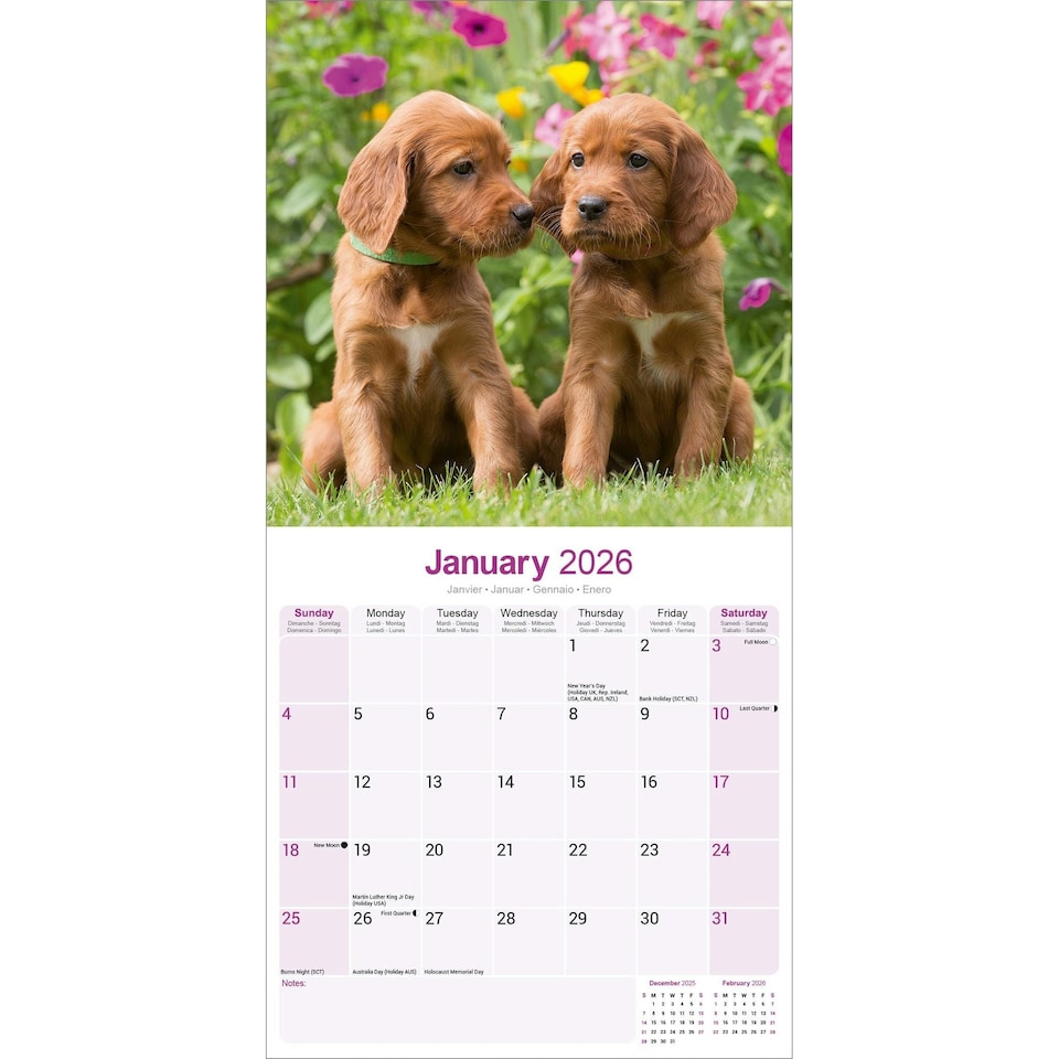 image 1 of Irish Setter 2026 Calendar | Square Wall Calendar | Dog Breed Gift | Plastic Free Packaging | by Avonside Publishing