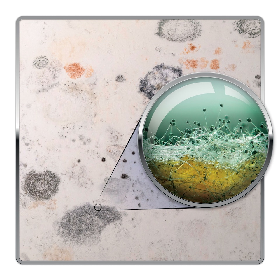 image 1 of Dryzone Mould Remover (5L Spray) Fast-Acting Black Mould & Mildew Remover on Walls, Bathroom, Kitchen, Ceilings & Shower.