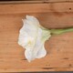 image 3 of Classic White Amaryllis Artificial Flower (Single Stem) - Plastic - L35 x W35 x H81 cm - Cream/Green