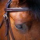 image 3 of Shires Salisbury Fairford Bridle Black | Size: Cob
Colour: Black