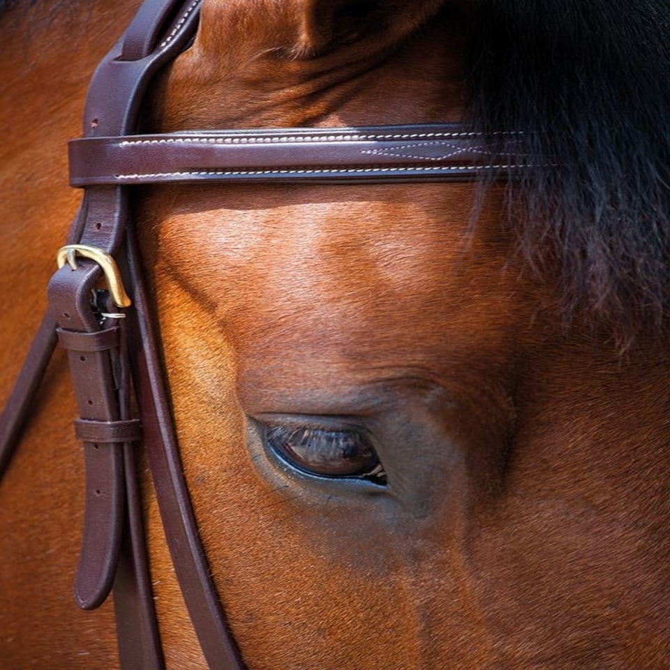 image 1 of Shires Salisbury Fairford Bridle Black | Size: Cob
Colour: Black