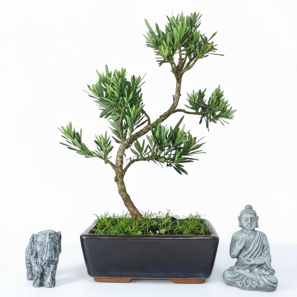 image 1 of Yorkshire Bonsai Buddhist Pine (Podocarpus Micro) Bonsai Tree Shaped In 20cm Pot