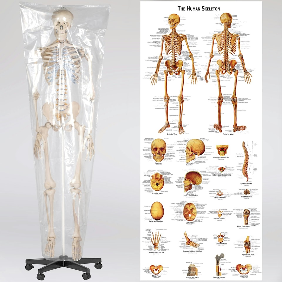 image 1 of Skeleton - life-sized human skeletal system, with mobile stand, anatomy poster