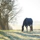 image 5 of LeMieux Arika Storm-Tek Rug 350g Blue | 6ft 6