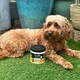 image 3 of PowAir 24/7 Pet Nature's Odour Neutraliser