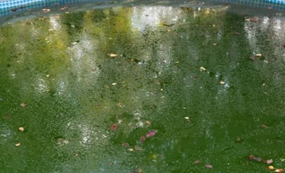 High Quality Algaecide 1 Litre Algicide algae controller remover