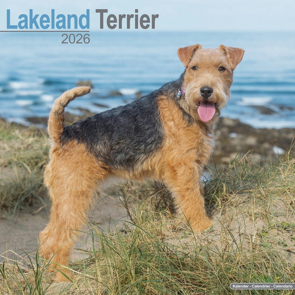 image 1 of Lakeland Terrier 2026 Calendar | Square Wall Calendar | Dog Breed Gift | Plastic Free Packaging | by Avonside Publishing