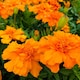 image 4 of Carbeth Plants Marigold Bedding Plants - 6 Pack French Orange Bedding Plant