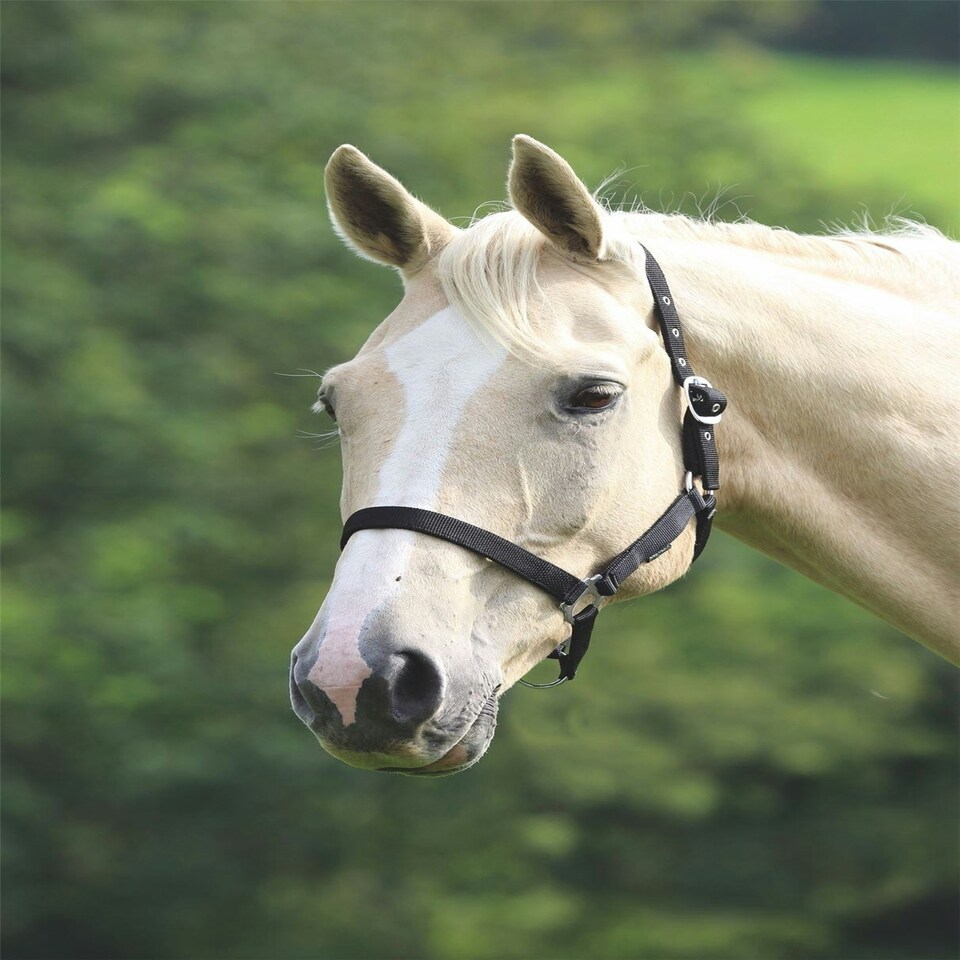 image 1 of Shires Wessex Headcollar Blue | Colour: PinkNavy
Size: Cob
