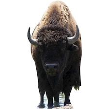 Bison Lifesize Cardboard Cutout - 180cm