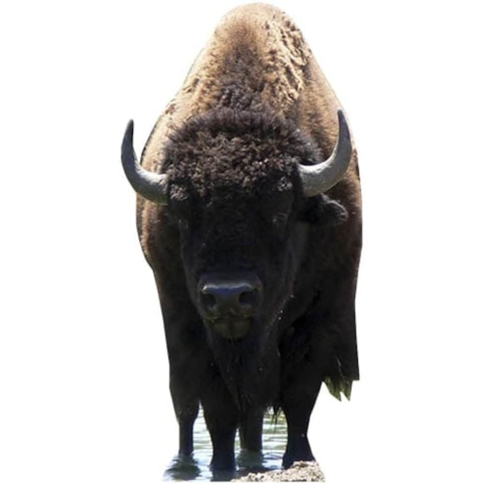 Bison Lifesize Cardboard Cutout - 180cm