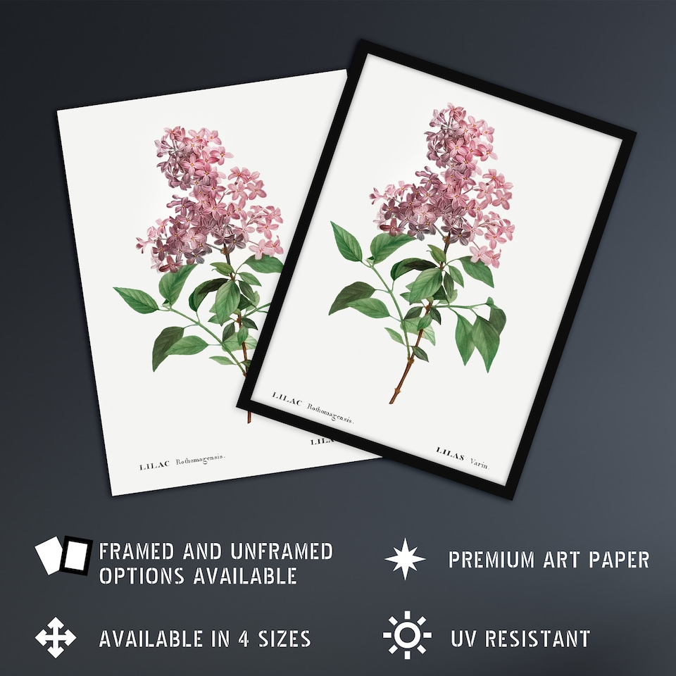 image 1 of Chinese Lilac Floral Redoute Vintage Wall Art Poster Print 12X16"