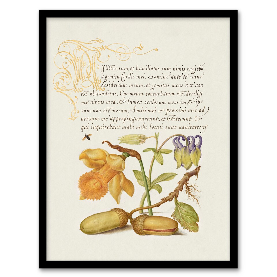 image 1 of Model Book of Calligraphy Framed Wall Art Daffodil Flower and Oak Acorns