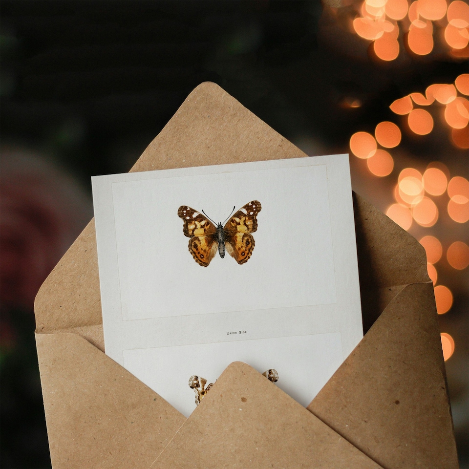 image 1 of Sherman Denton Art Card Brazilian Lady Vintage Butterfly Illustration