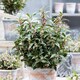 image 6 of Marshalls Garden Sarcococca hookeriana 'Winter Gem' - 5 litre