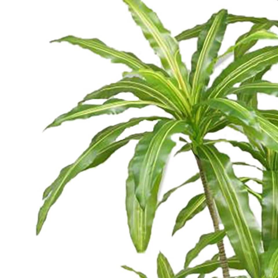 image 1 of 180cm Striped Dracaena Realistic Artificial Tree