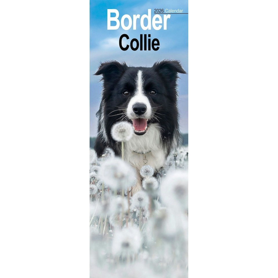 image 1 of Border Collie Slim 2026 Calendar | Slimline Wall Calendar | Dog Breed Gift | Plastic Free Packaging | by Avonside Publishing [Calendar] Avonside Publishing Ltd