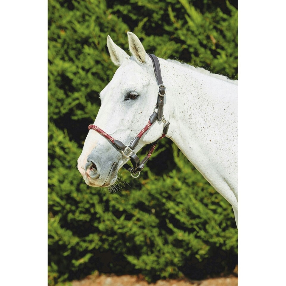 image 1 of Kincade Leather Rope Headcollar - Burgundy/Brown - Pony