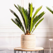 Cycas revoluta King Sago Palm - Exotic Evergreen Architectural Focal Point. Easy Grow. 14cm Pot.