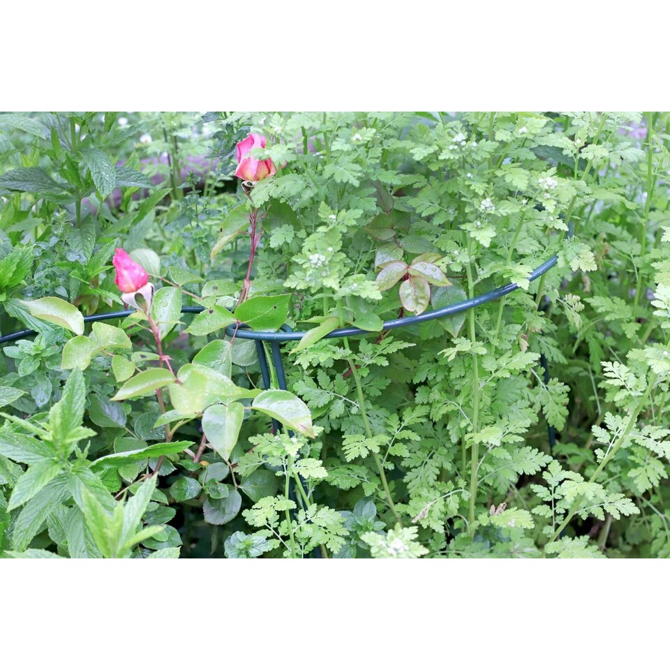image 1 of Garden Pride Plant Support Bows - Low Green Pack of 9