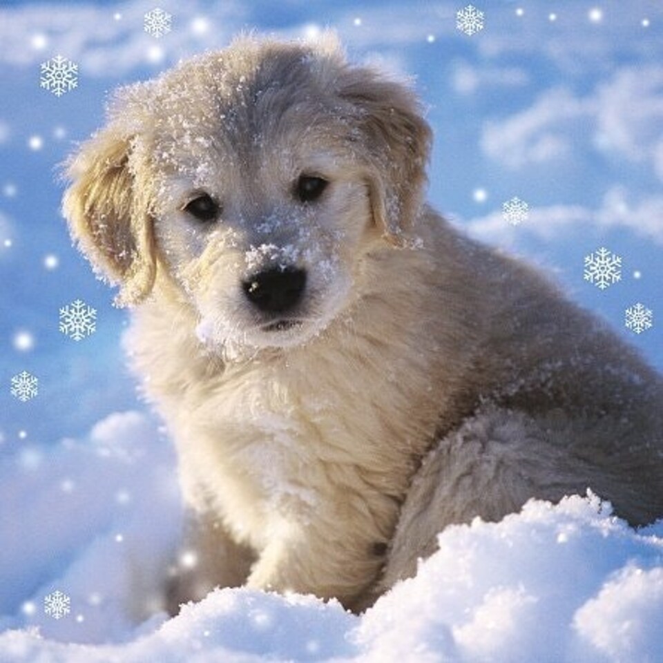 image 1 of 3D Holographic Up Close PUPPY IN SNOW Christmas Greeting Card