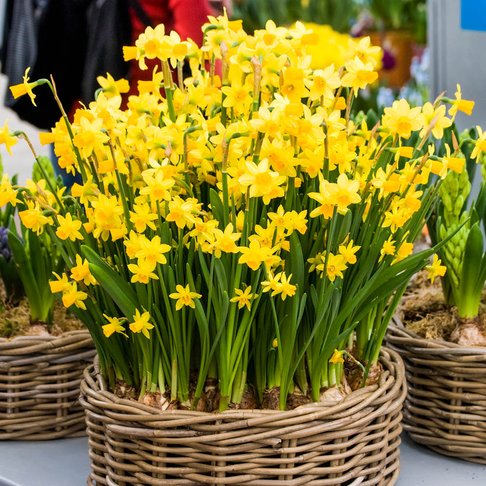YouGarden Tete a Tete Daffodil Bulbs, Dwarf Daffodil Bulbs, Set of 25 Narcissus Bulbs, Spring Bulbs for Autumn Planting