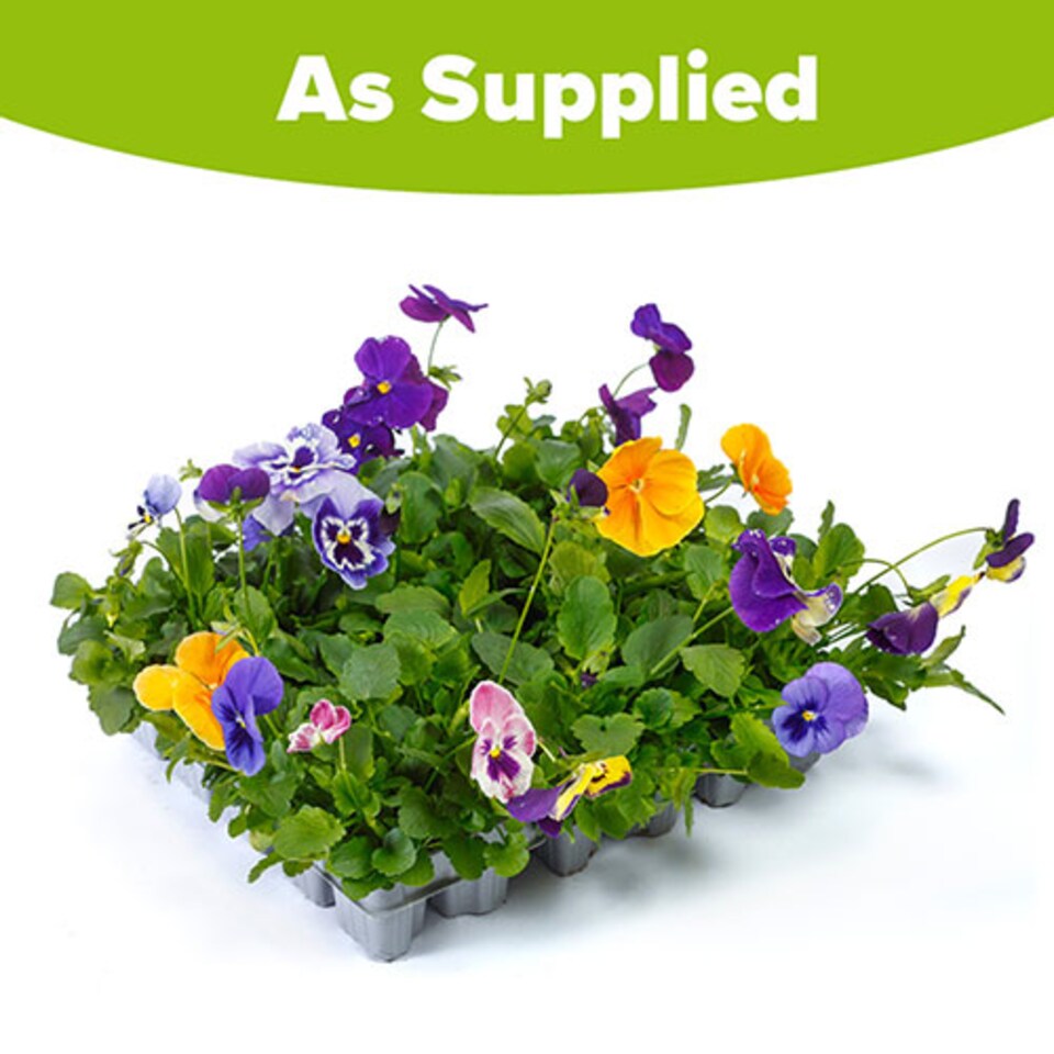 image 1 of YouGarden Pansy 'Top Wave', Trailing Variety, 30 x Garden Ready Plug Plants, Garden Colour, Great for Pots