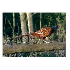 Kevin Milner Pheasant Countryside Greetings Card - Multicoloured - One Size