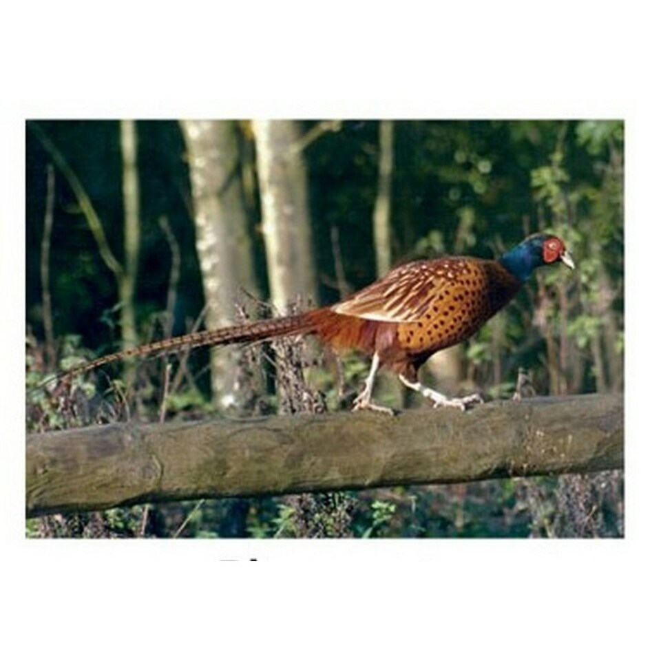 Kevin Milner Pheasant Countryside Greetings Card - Multicoloured - One Size