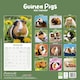 image 2 of Guinea Pigs 2026 Calendar | Square Wall Calendar | Animal Gift | Plastic Free Packaging | by Avonside Publishing