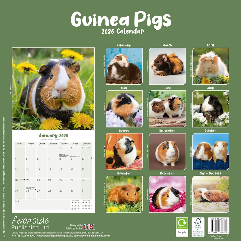 image 1 of Guinea Pigs 2026 Calendar | Square Wall Calendar | Animal Gift | Plastic Free Packaging | by Avonside Publishing