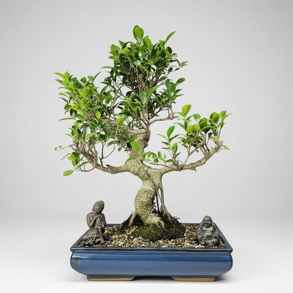 Yorkshire Bonsai Ficus Microcarpa (Banyan Fig) Large Indoor Bonsai Tree Shaped In 40cm Pot